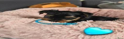 Yorkshire Terrier dogs for sale: 5 cute cuddly puppies looking for new loving homes - Advert 19