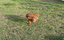 Cocker Spaniel dogs for sale: Ginger cocker Spaniel  - Image 3