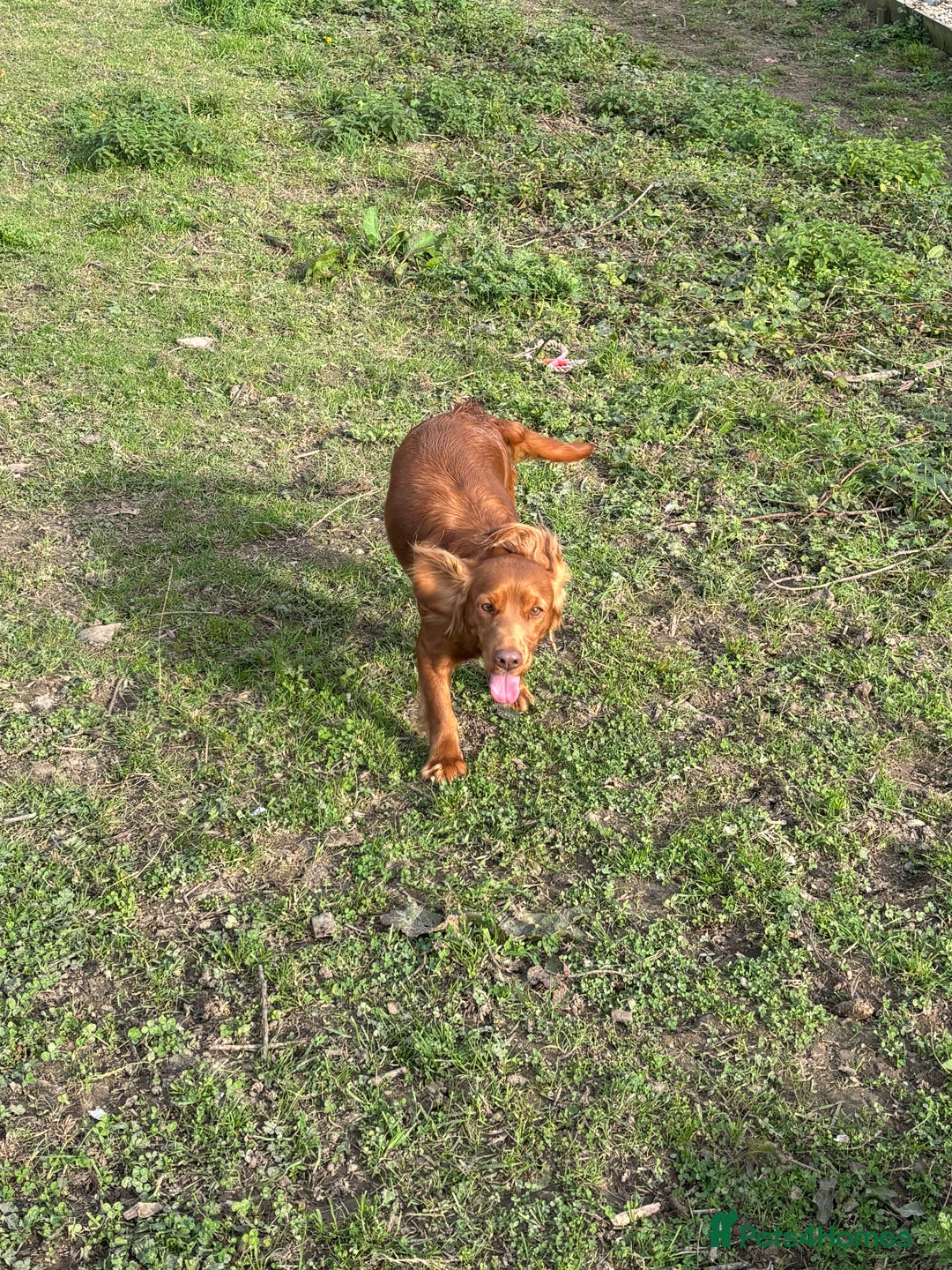 Cocker Spaniel dogs for sale: Ginger cocker Spaniel  - Image 3