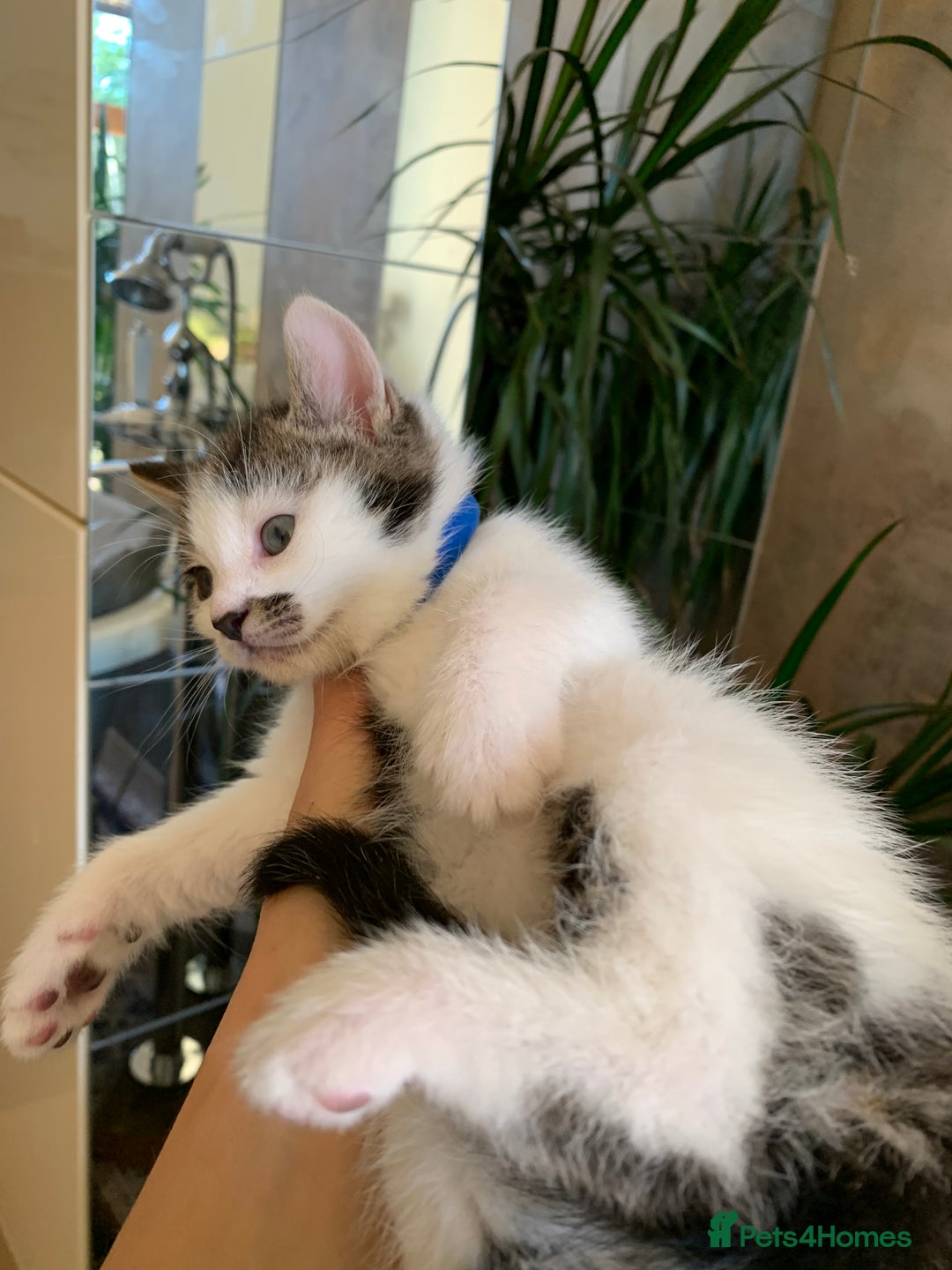 Mixed Breed cats for sale: Mixed breed Kittens  - Image 33