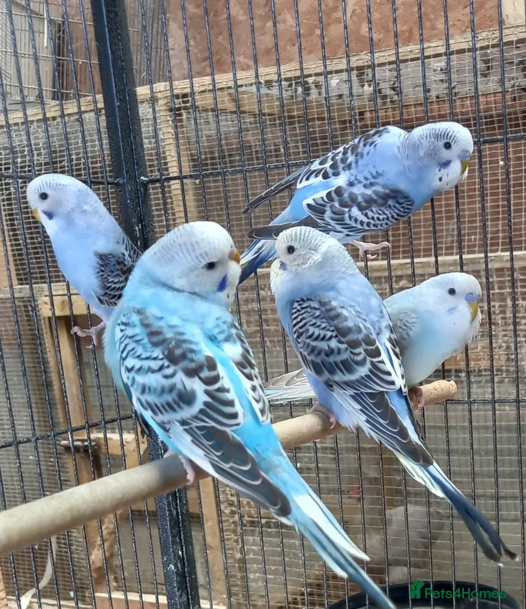 Budgerigars birds for sale: Baby Budgies For Sale - Advert 2