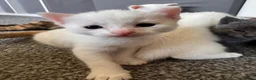 Mixed Breed cats for sale: 4 white kittens available soon  - Advert 11