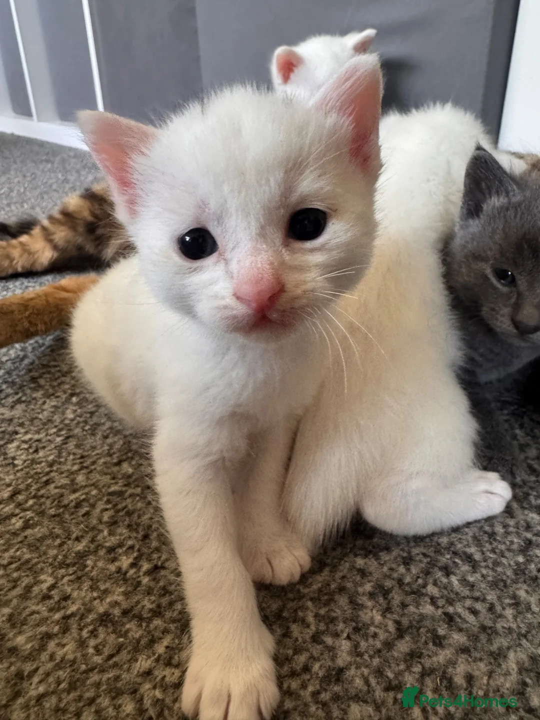 Mixed Breed cats for sale: 4 white kittens available soon  - Advert 11
