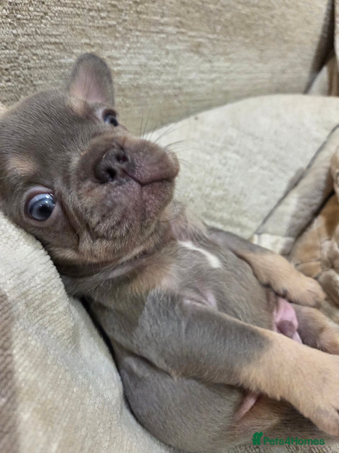 French Bulldog dogs for sale: Isabella & lilac & tan chunky frenchies - Advert 15