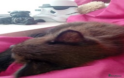 Mixed Breed cats for sale: 3 stunning bsh x Bengal  - Image 2