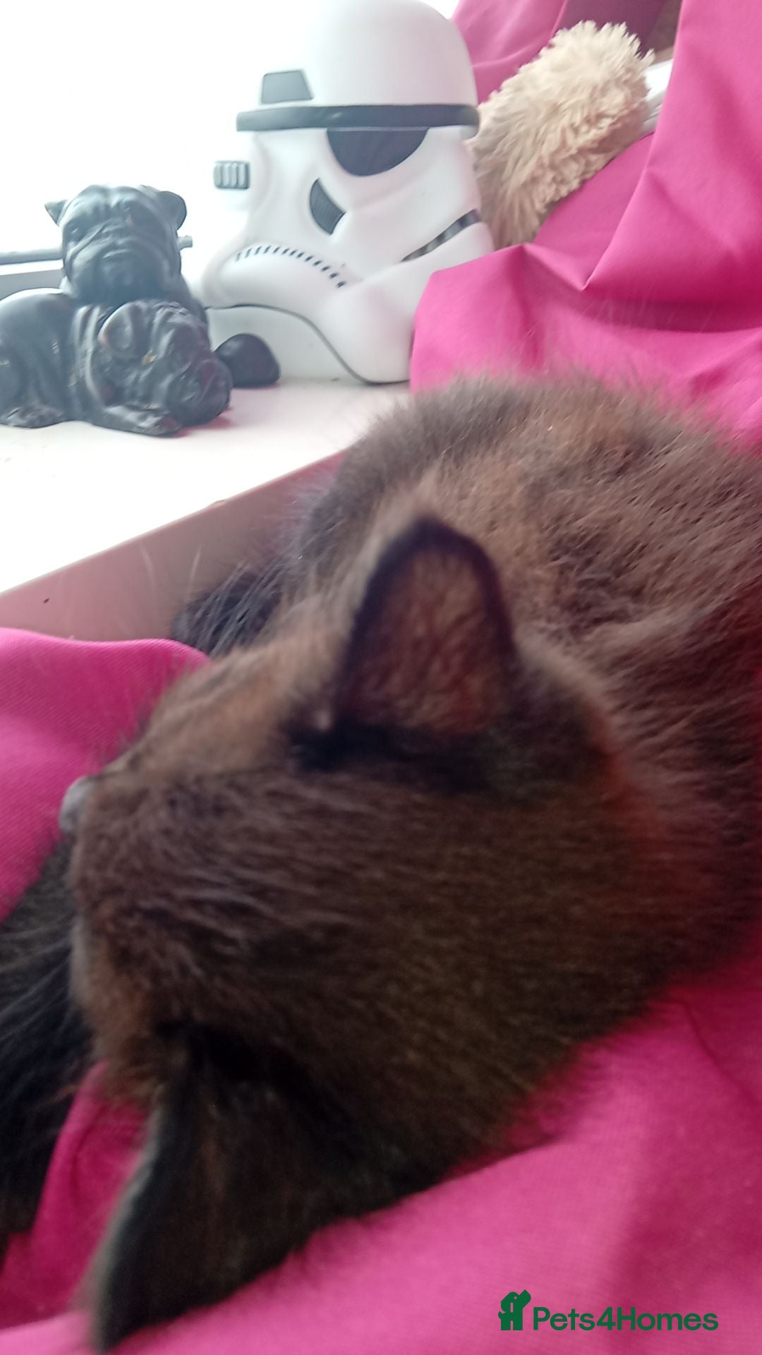 Mixed Breed cats for sale: 3 stunning bsh x Bengal  - Image 2