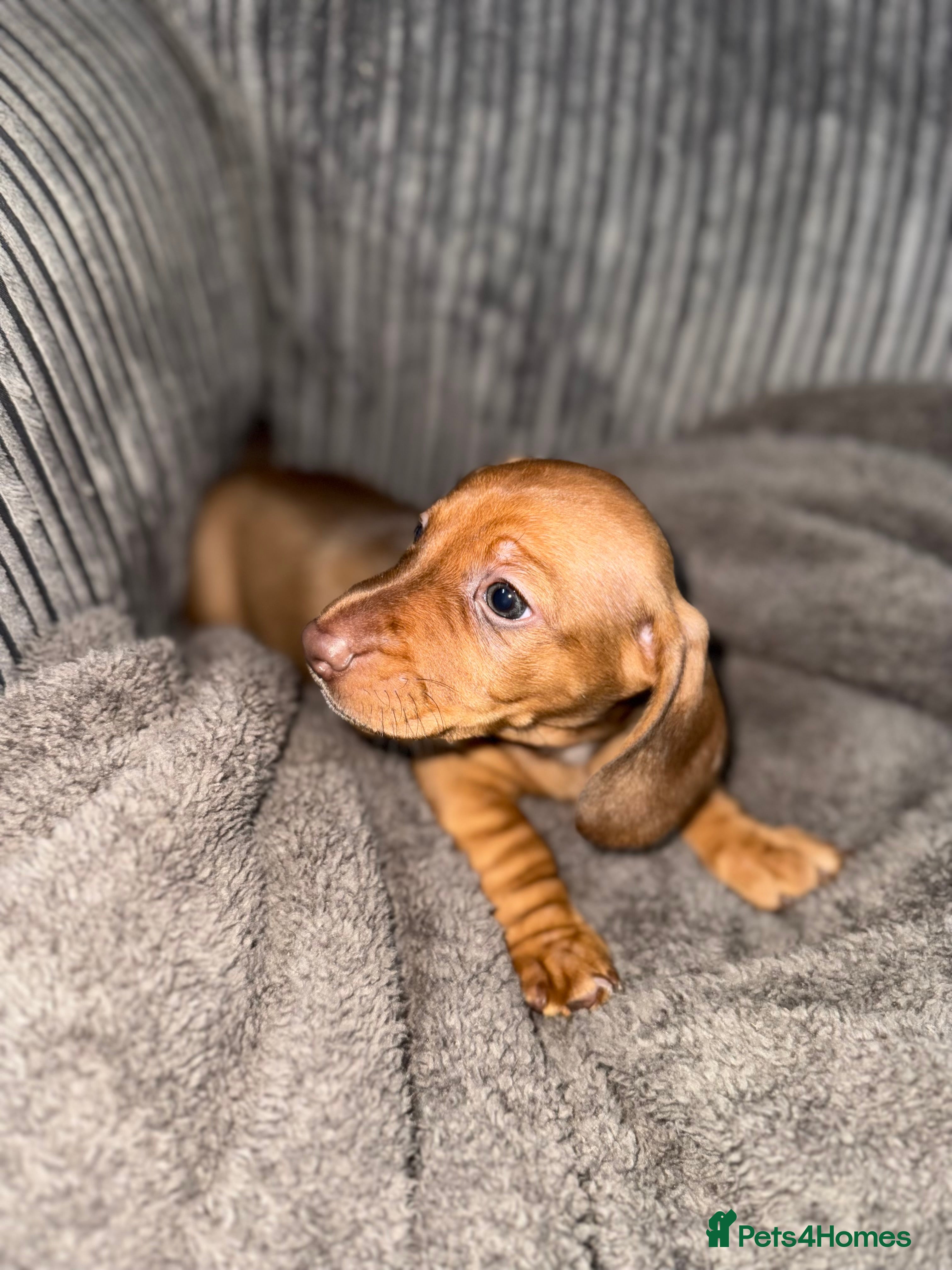 Miniature Dachshund dogs LAST BOY LEFT X Miniature dachshund puppies  - Advert 6