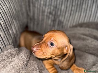 Miniature Dachshund dogs LAST BOY LEFT X Miniature dachshund puppies - Advert 6