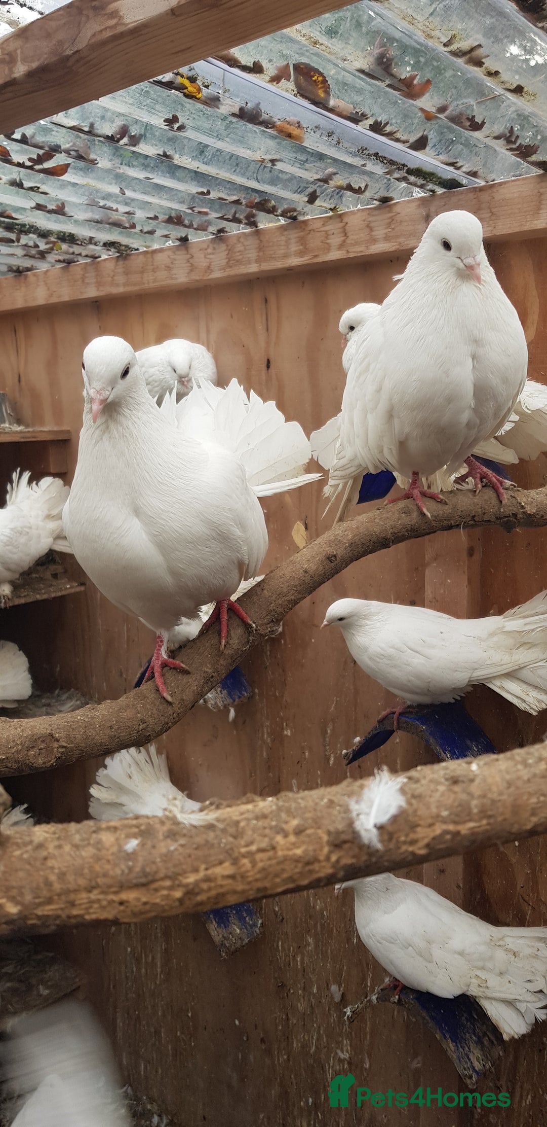 Pigeons birds for sale: Fantails and Iranian pigeons  - Advert 3