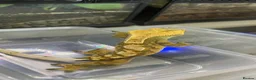 Gecko reptiles for sale: Male Tiger stripe crested gecko - Advert 5