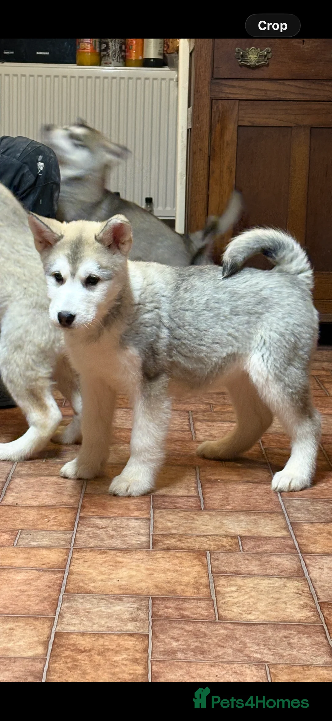 Alaskan Malamute dogs for sale: K.C registered Quality Alaskan Malamute puppies - Advert 34