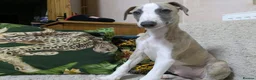 Whippet dogs for sale: Show quality KC reg pups - Advert 26