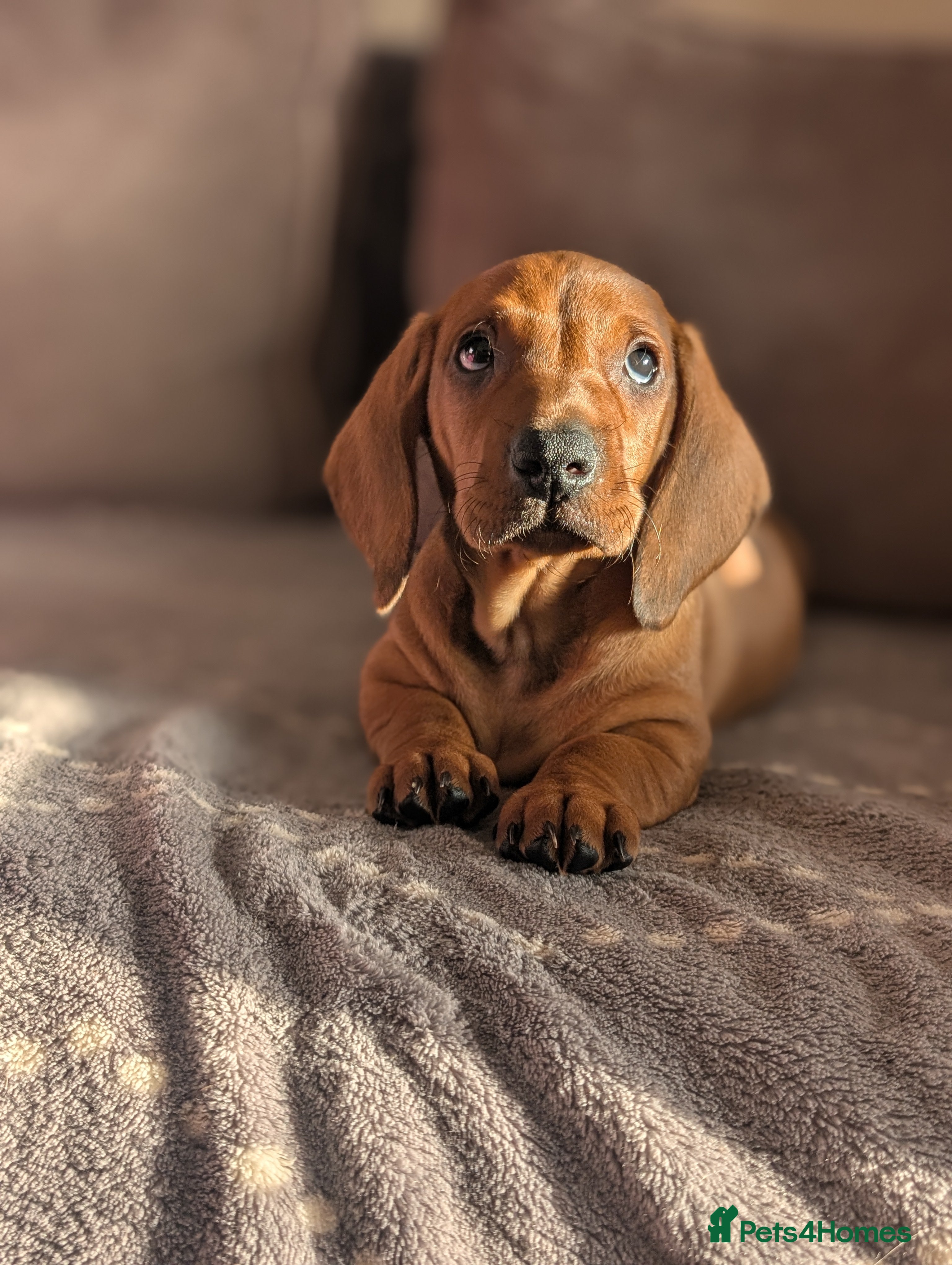 Dachshund dogs Ready Now Champions Line Standard Dachshund - Advert 6