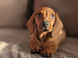 Dachshund dogs Ready Now Champions Line Standard Dachshund - Advert 6