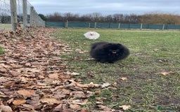 Pomeranian dogs for sale: CHAMPION KENNEL CLUB Pomeranian puppy orange black - Image 7