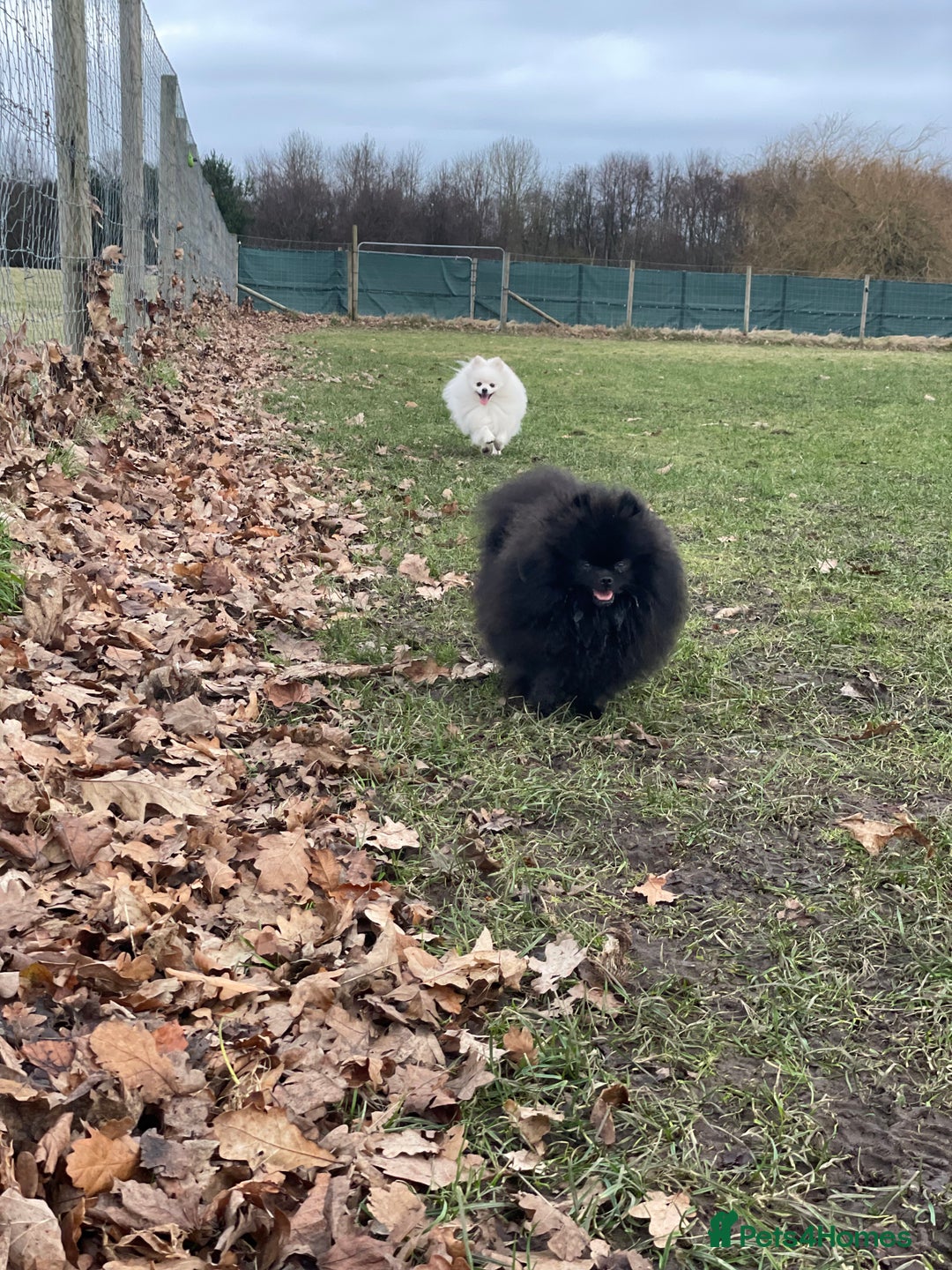 Pomeranian dogs for sale: CHAMPION KENNEL CLUB Pomeranian puppy orange black - Image 7