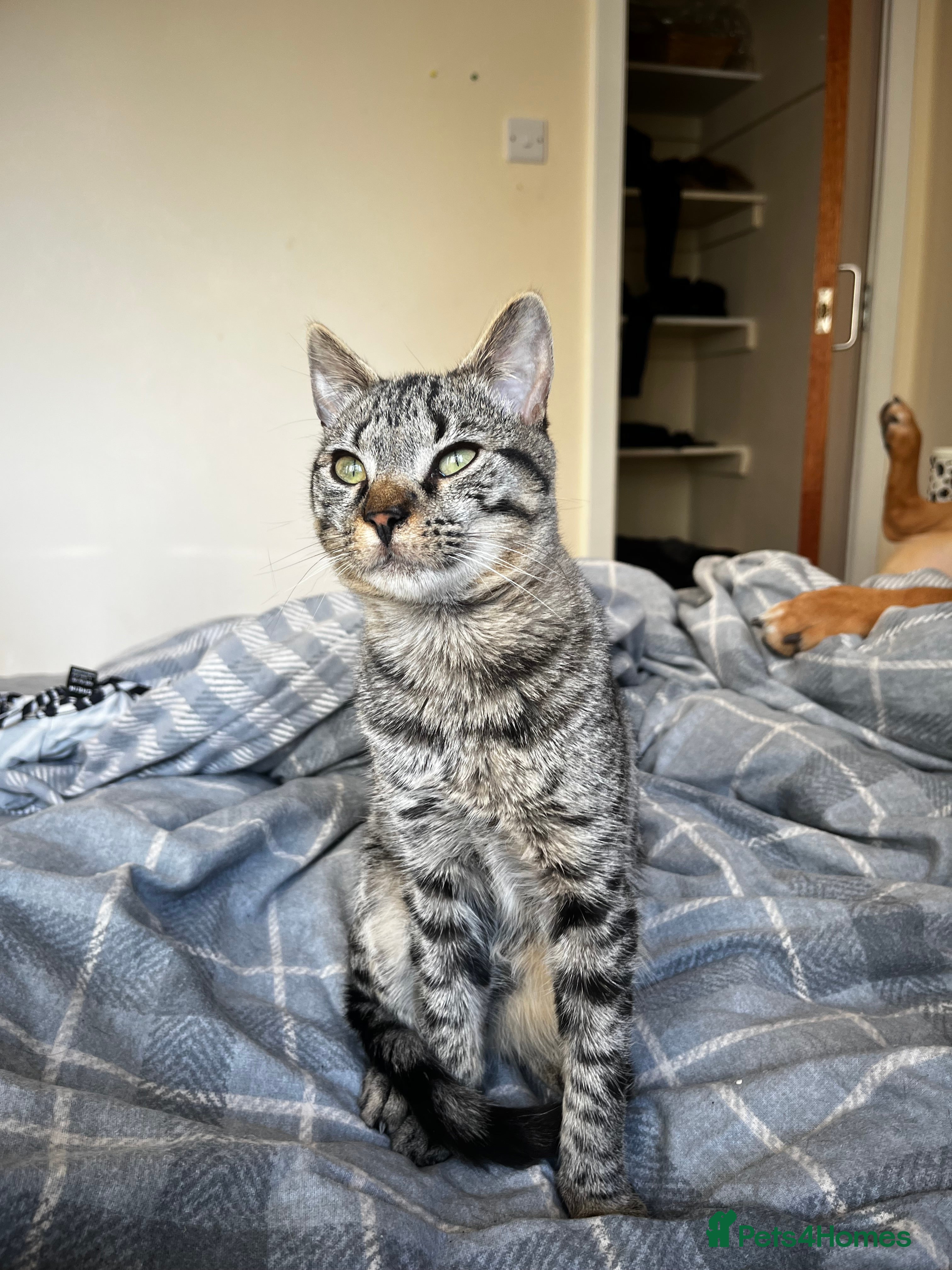 Mixed Breed cats Kitten for sale urgent!! - Advert 1