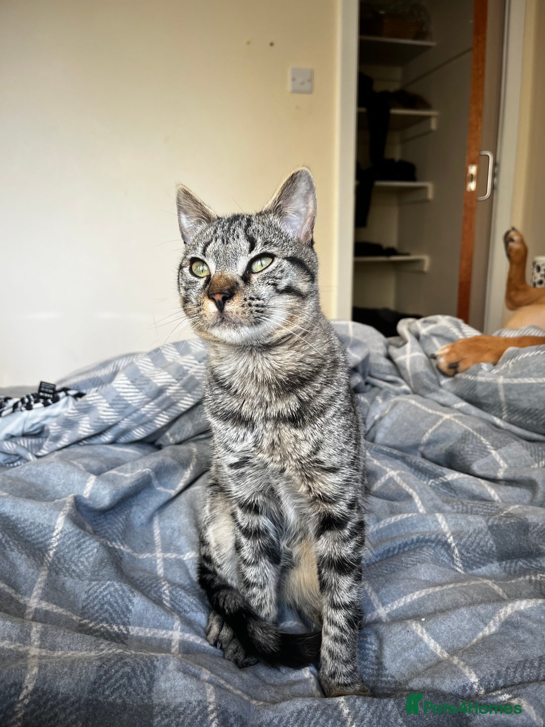 Mixed Breed cats for sale: Kitten for sale urgent!! - Advert 1