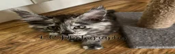 Maine Coon cats for sale: TICA Registered Maine Coon/ Polydactyl - Advert 20