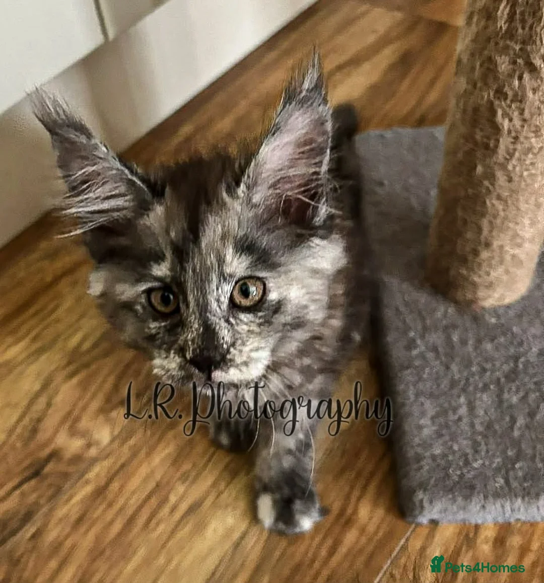 Maine Coon cats for sale: TICA Registered Maine Coon/ Polydactyl - Advert 20