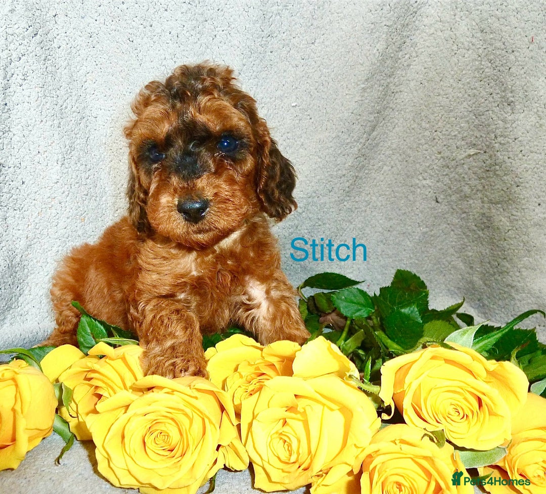 Cockapoo dogs for sale: F2B Red Cockapoos **BOTH PARENTS DNA CLEAR** - Image 15