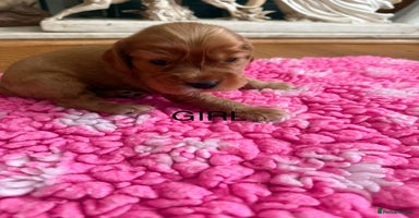 Cocker Spaniel dogs - Advert 16