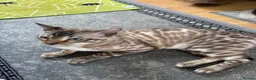 Bengal cats for sale: Snow Lynx Bengal Male kitten - Advert 7
