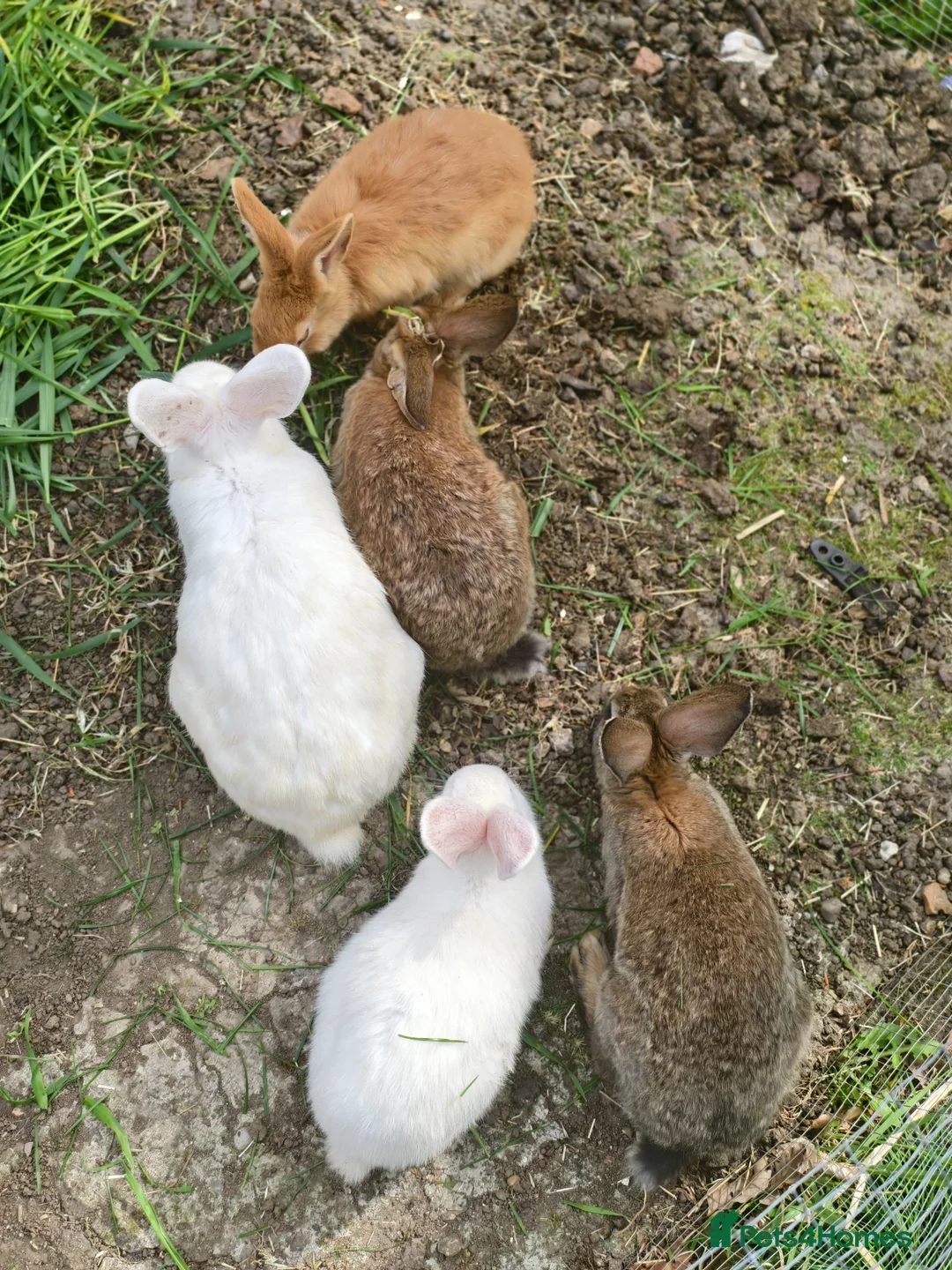 New Zealand rabbits for sale: Mixed year and gender new zealand rabbits free - Advert 1