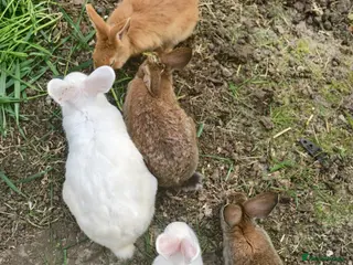 New Zealand rabbits Mixed year and gender new zealand rabbits free - Advert 2