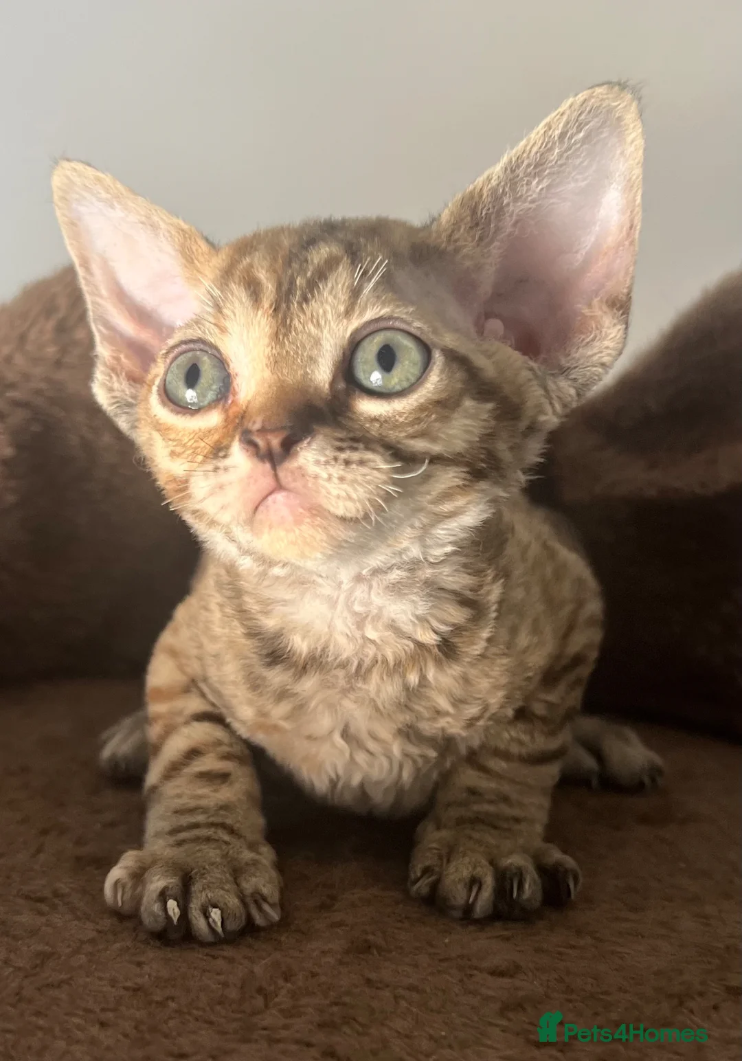 Devon Rex cats for sale: Pedigree Devon Rex Kittens – Boys & Girls  - Advert 40