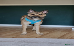 Mixed Breed dogs for sale: Ghost  - Image 7