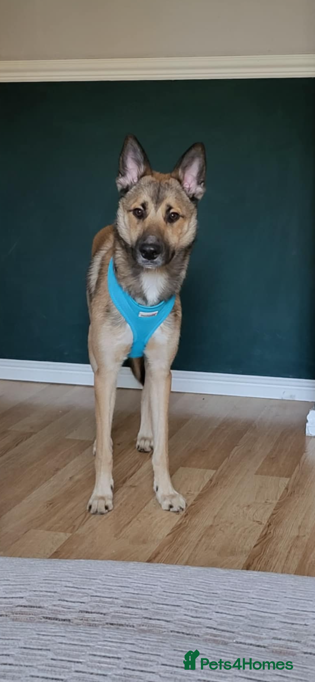 Mixed Breed dogs for sale: Ghost  - Image 7