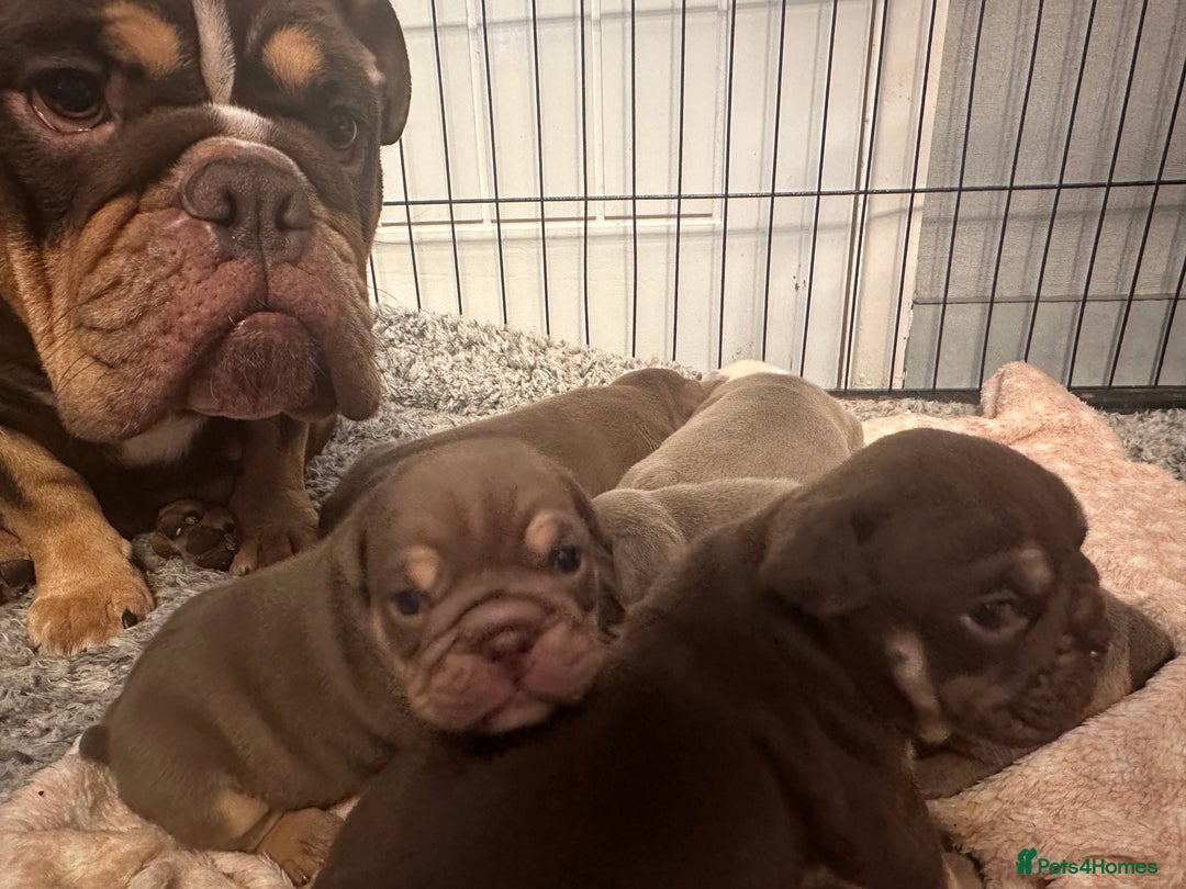English Bulldog dogs for sale: QUALITY 5* ENGLISH BULLDOG PUPPIES - Advert 2