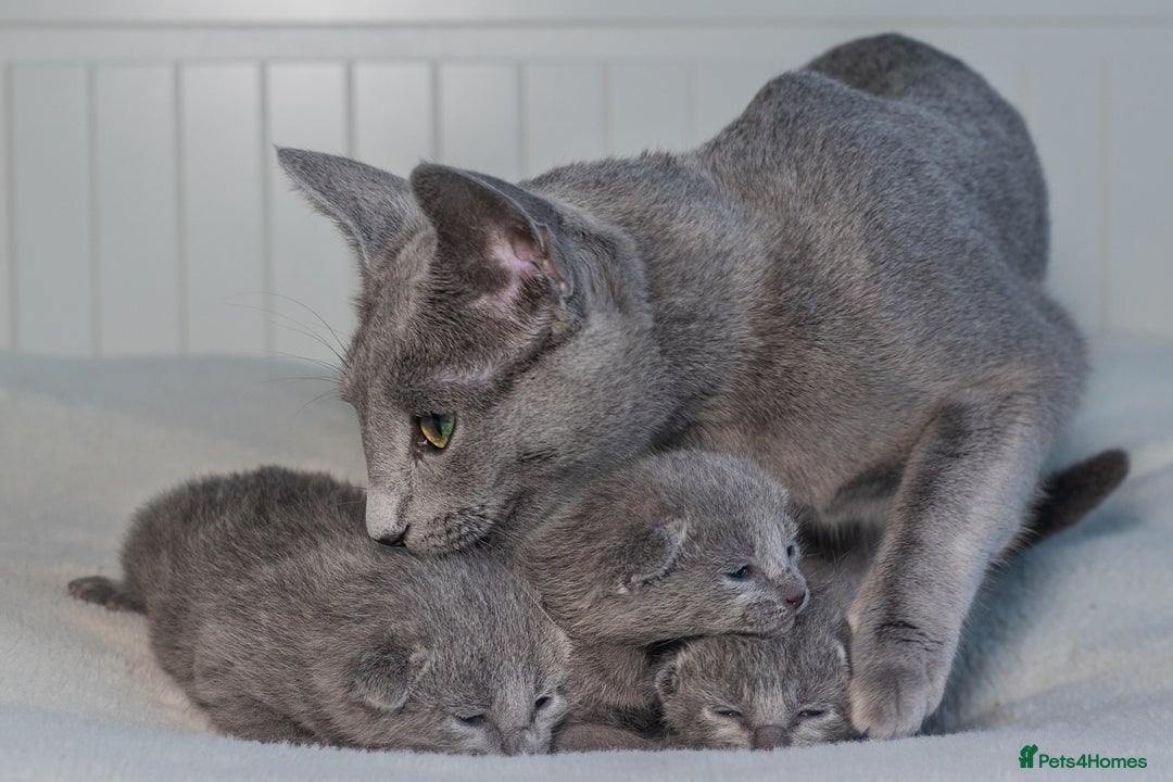 Russian Blue cats for sale: ✨ Exceptional TICA  Russian Blue Kittens Available - Advert 6
