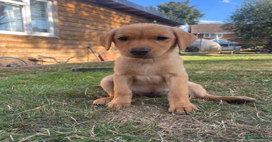 Labrador Retriever dogs - Advert 10