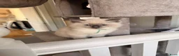 Ragdoll cats for sale: GCCF Ragdoll pedigree kittens blue point  - Advert 7