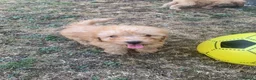 Cockapoo dogs for sale: Stunning F1B toy cockapoo puppies  - Advert 18