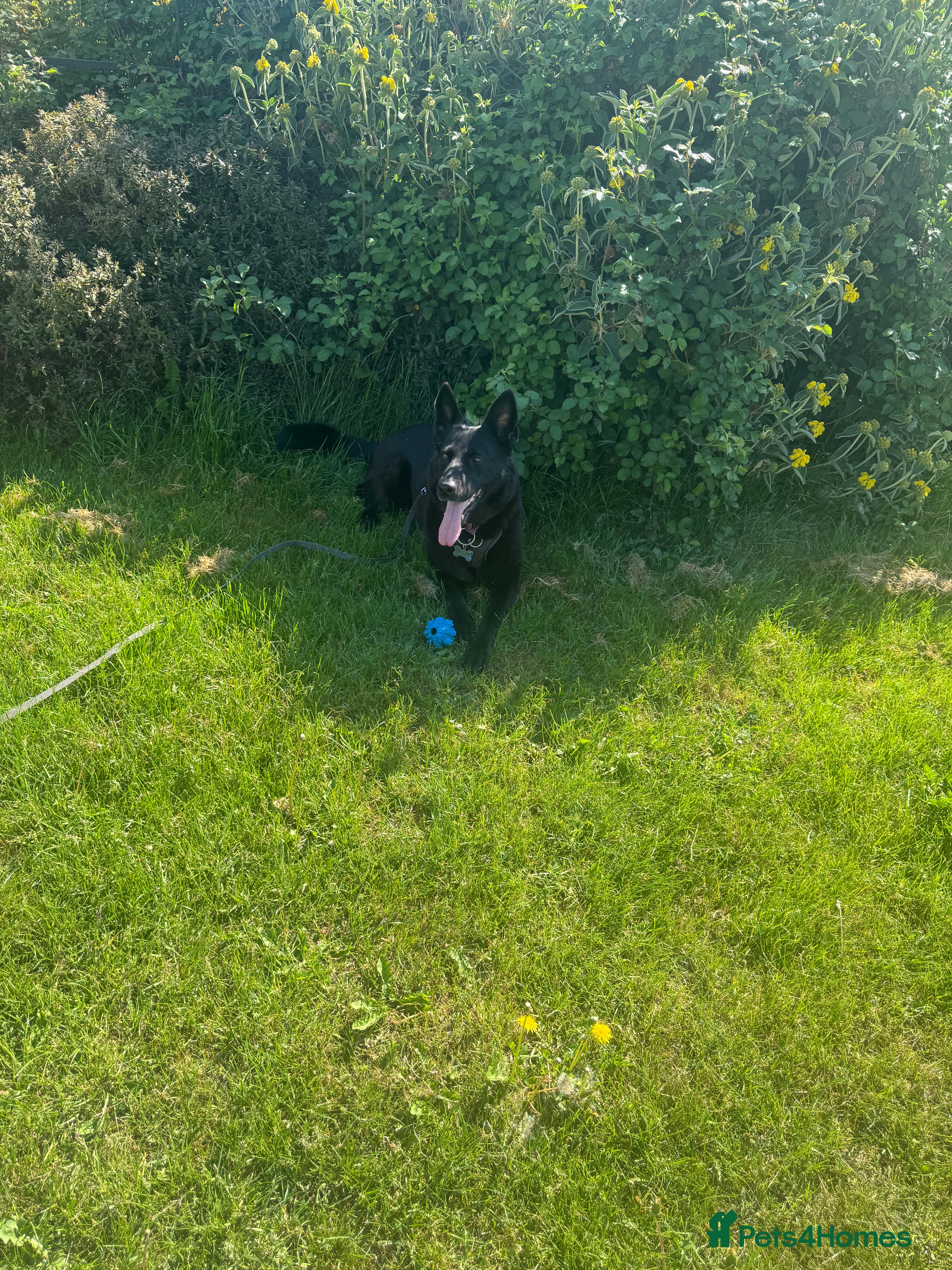 German Shepherd dogs GSD for rehoming - Advert 16