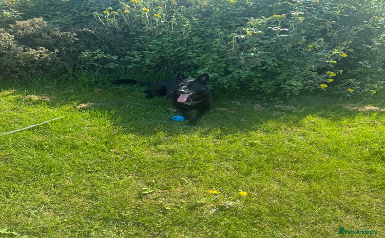 German Shepherd dogs - Advert 1