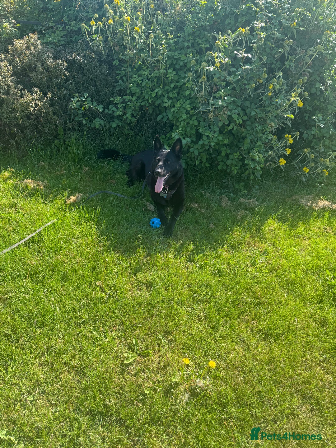 German Shepherd dogs for sale: GSD for rehoming - Image 1