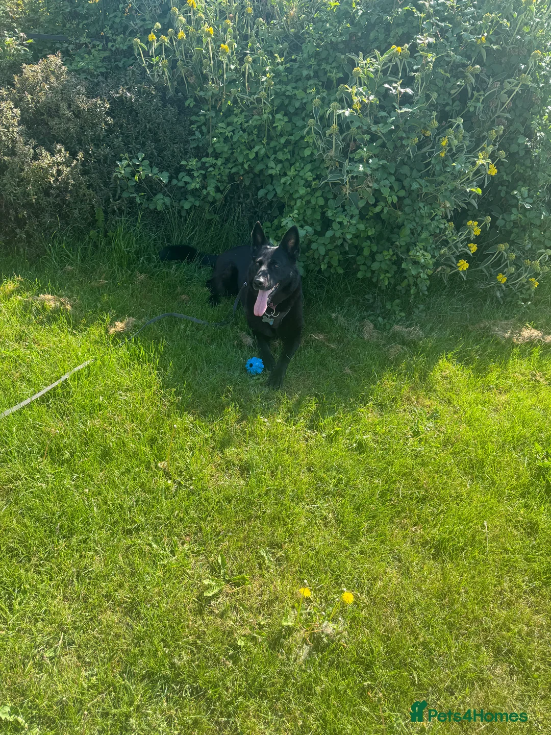 German Shepherd dogs for sale: GSD for rehoming - Advert 1