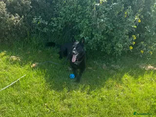 German Shepherd dogs GSD for rehoming - Advert 1