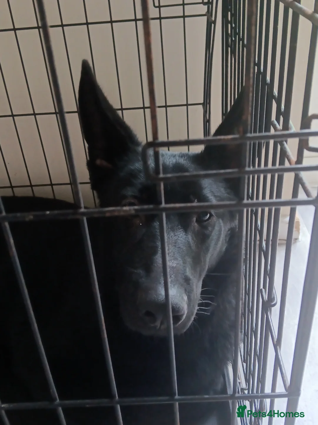 German Shepherd dogs for sale: German Shepherd  in Normanton - Advert 2