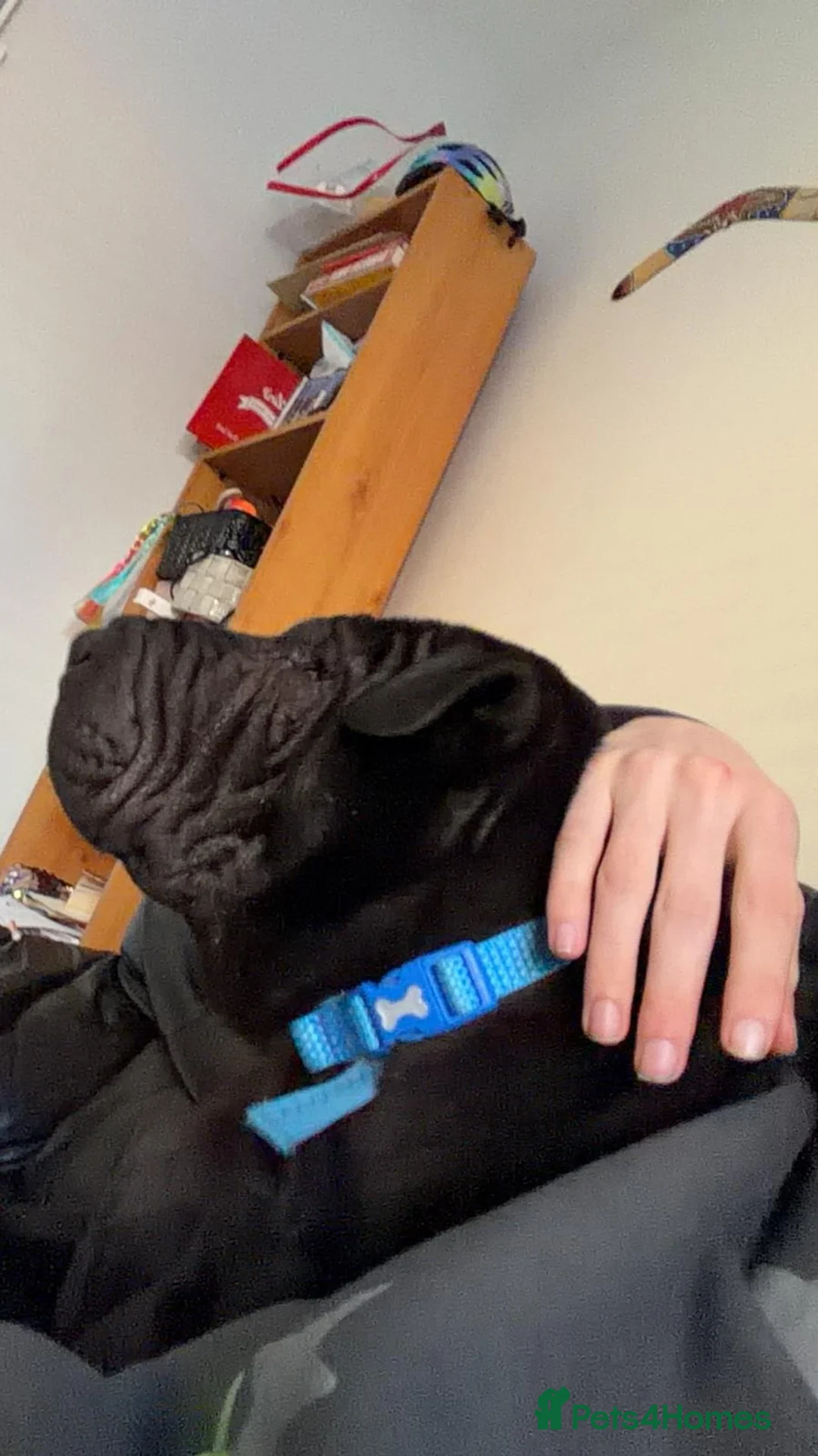 Shar Pei dogs for sale: 1 year old Shar pei Boy  - Advert 2