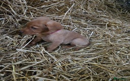 Labrador Retriever dogs for sale: Fox Red Labrador Pups - Image 6