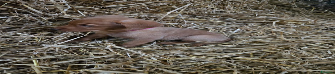 Labrador Retriever Puppy 6