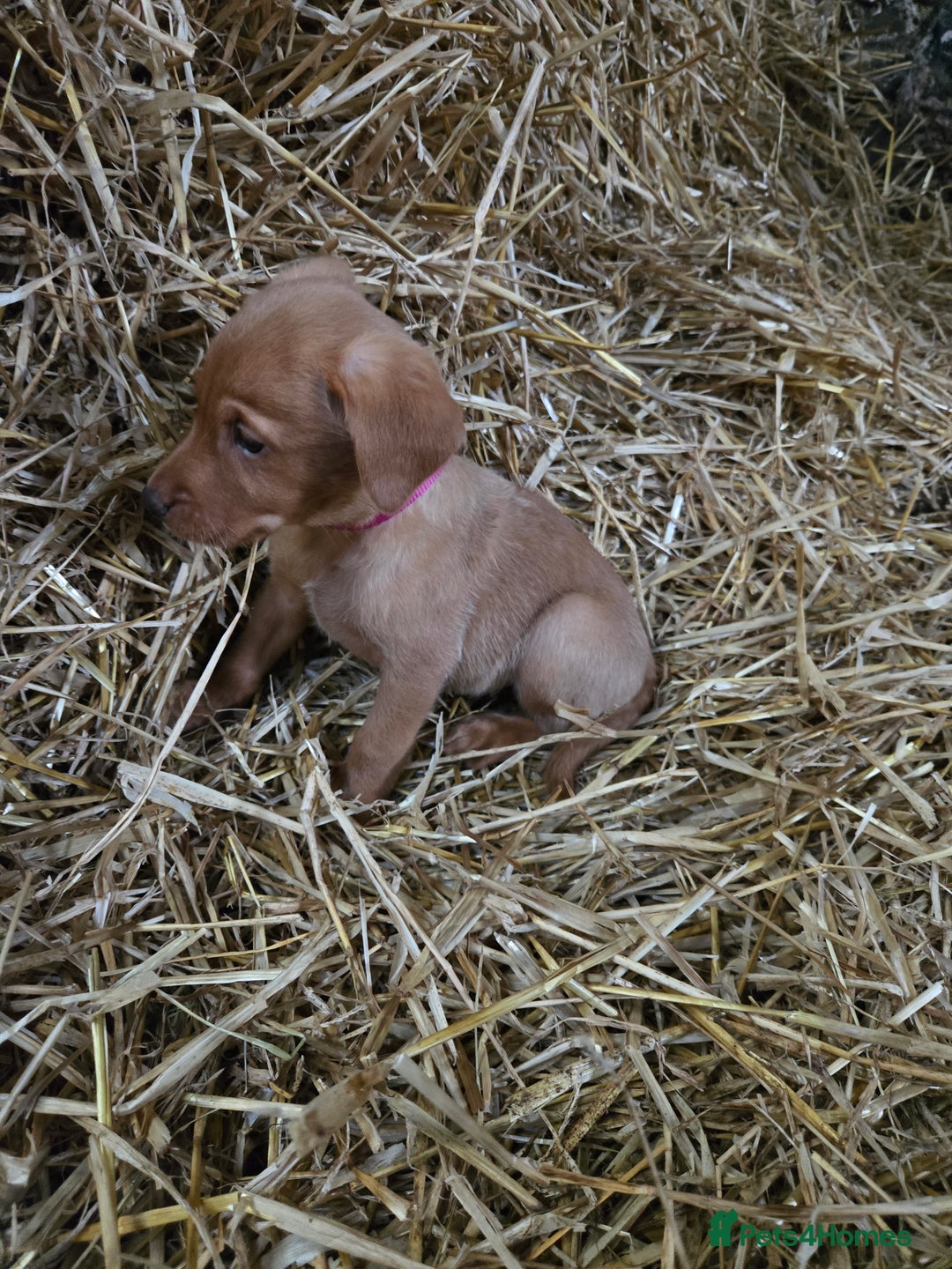 Labrador Retriever dogs for sale: Fox Red Labrador Pups - Image 6