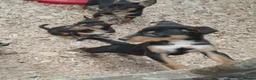 Australian Kelpie dogs for sale: Farm bred 5 boys 3 girls kelpie puppies - Advert 2