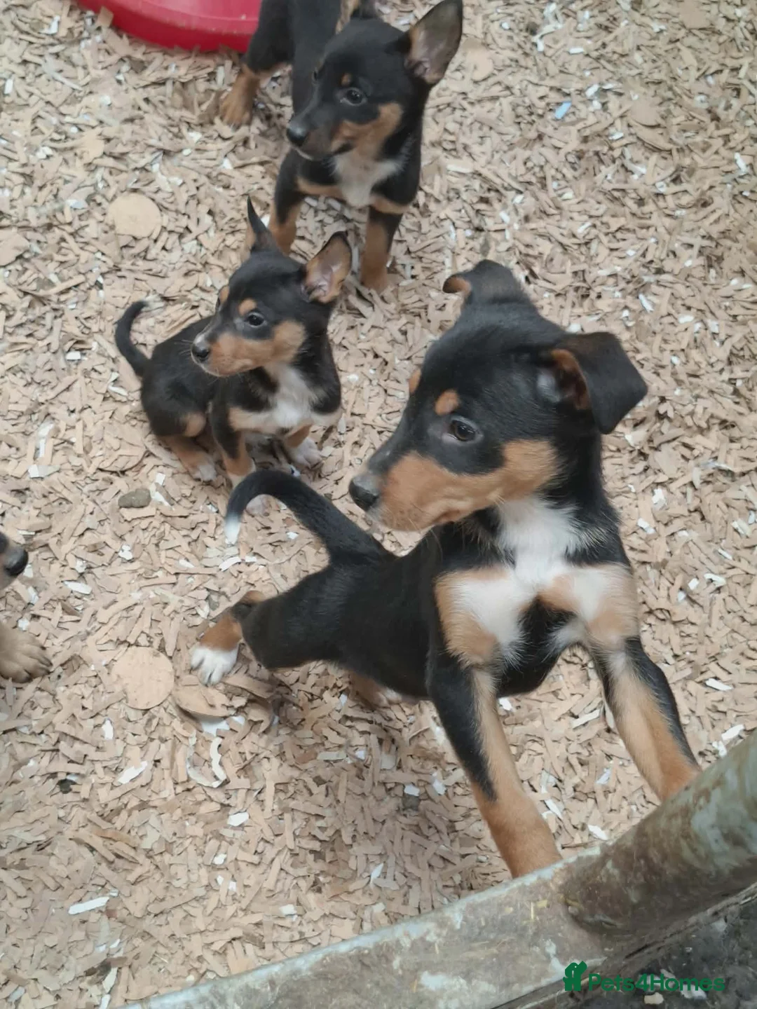 Australian Kelpie dogs for sale: Farm bred 5 boys 3 girls kelpie puppies - Advert 2