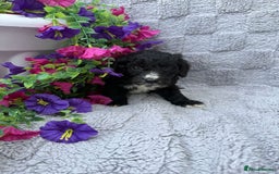 Cockapoo dogs for sale: F1 Showtype Cockapoo - Image 17